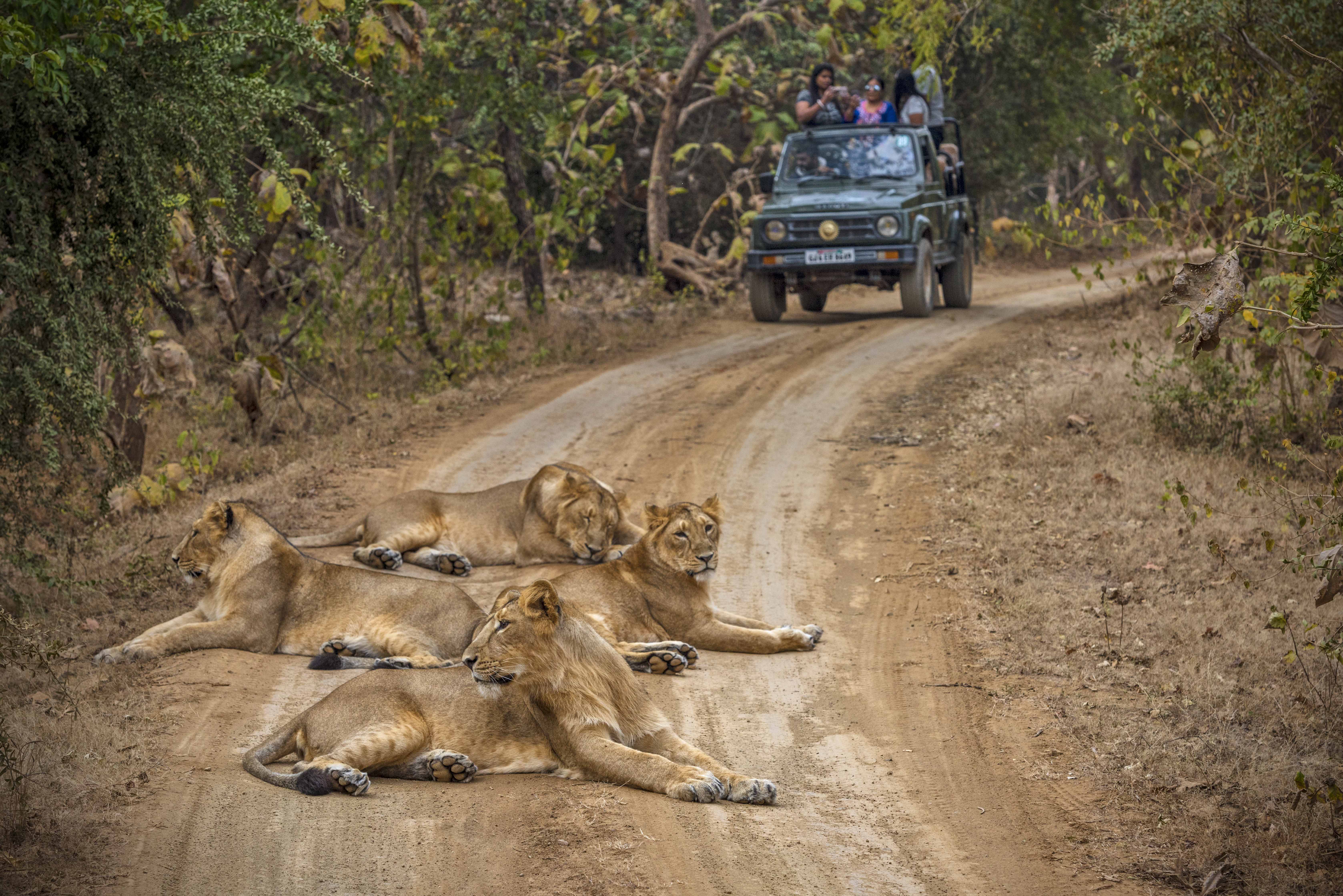 Gir National Park