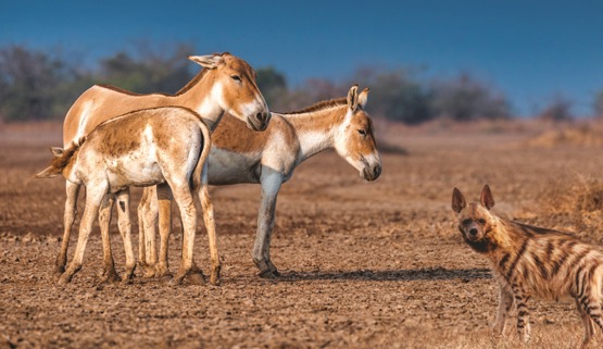 Little Runn of Kutch