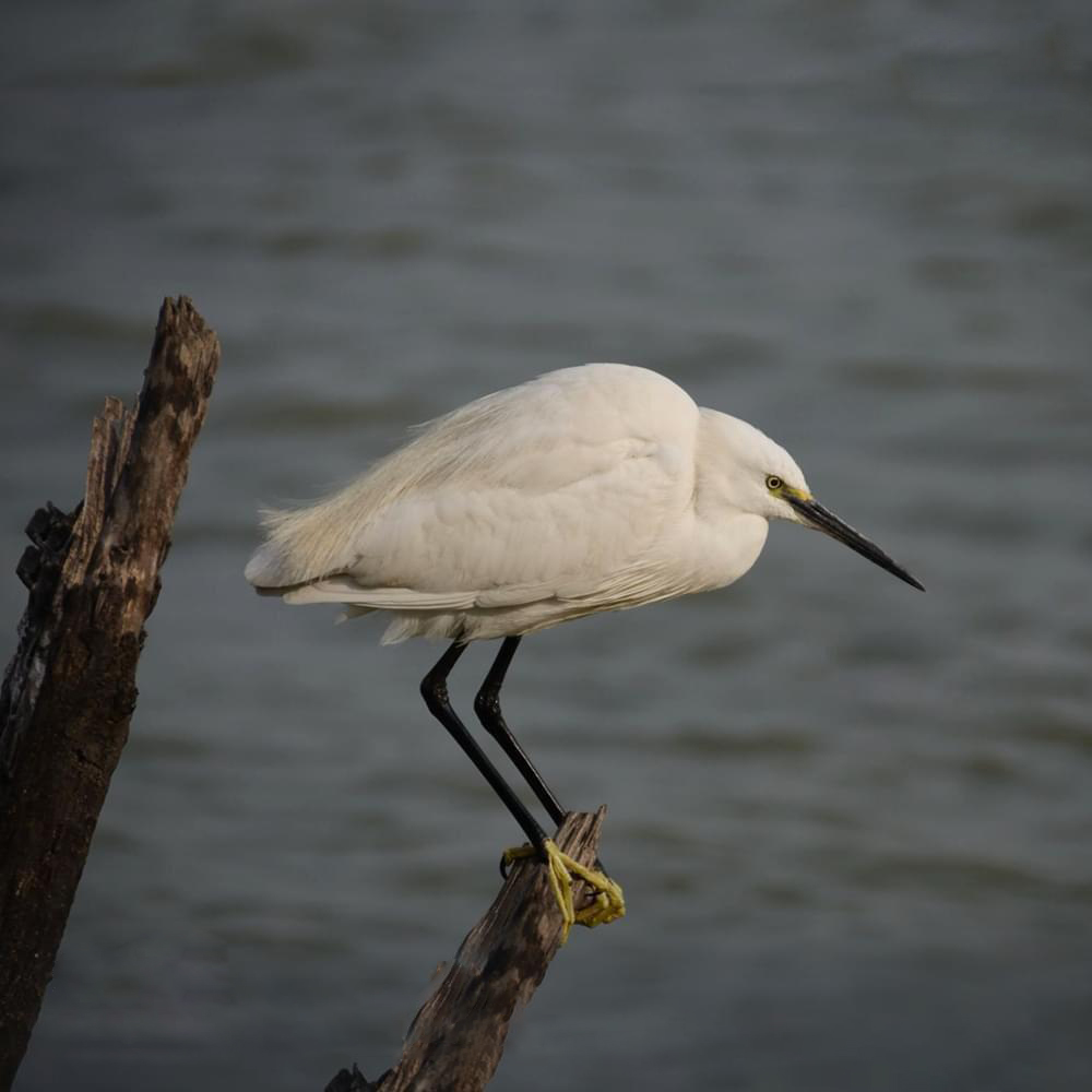 Thol lake Sanctuary
