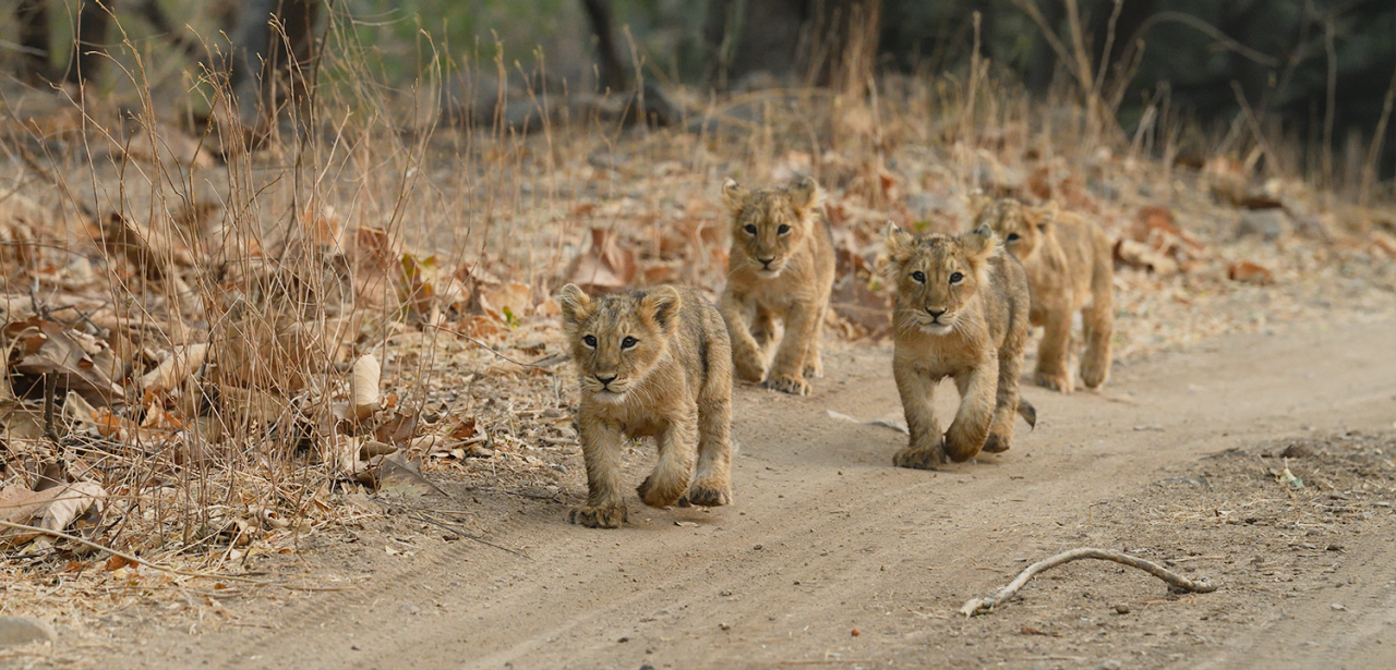 Sasan-Gir-Banner